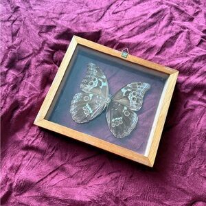 Vintage Taxidermy Blue Morpho Butterfly in Wood Shadowbox Frame